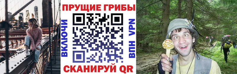 Купить где  Сысерть  Галлюциногенные грибы Psilocybine cubensis 